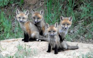 baby foxes Animals HD wallpaper thumb
