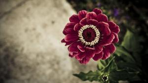 Beautiful Flower For You wallpaper thumb