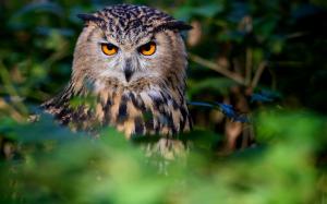 Owl, bird, face, eyes, forest wallpaper thumb