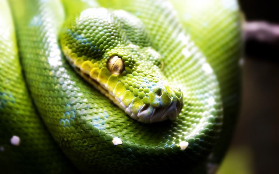 Green Snake wallpaper,snake HD wallpaper,2560x1600 wallpaper