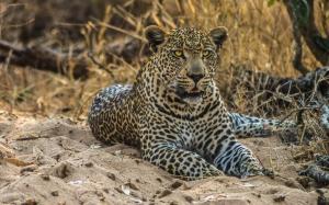 Leopard, wild cat, predator, sand wallpaper thumb
