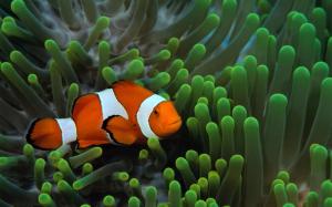 Fish Clownfish Underwater Widescreen wallpaper thumb