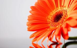 Orange Gerbera Flower wallpaper thumb