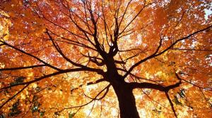 *** Beautiful Autumn Tree *** wallpaper thumb