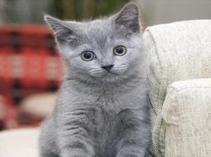 cute factor animal blue cat kitty russian Sweet HD wallpaper thumb