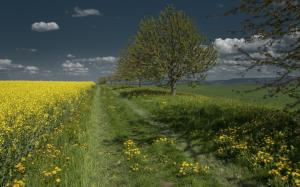 Trees, field, grass, rape flowers, dandelion, clouds wallpaper thumb