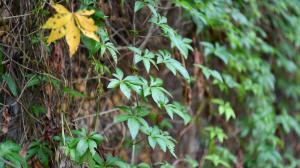 Rattan plants, green leaves wallpaper thumb