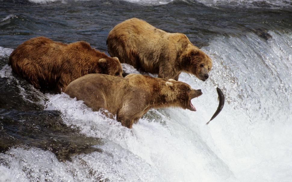 Brown Bears Alaska wallpaper,alaska HD wallpaper,bears HD wallpaper,brown HD wallpaper,animals & birds HD wallpaper,1920x1200 wallpaper