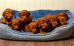 Cute Brown Puppies wallpaper thumb
