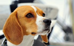 Dog, beagle close-up wallpaper thumb