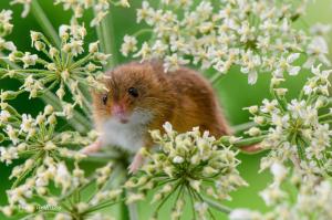 Eurasian harvest mouse wallpaper thumb