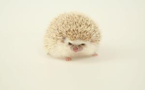 White hedgehog wallpaper thumb