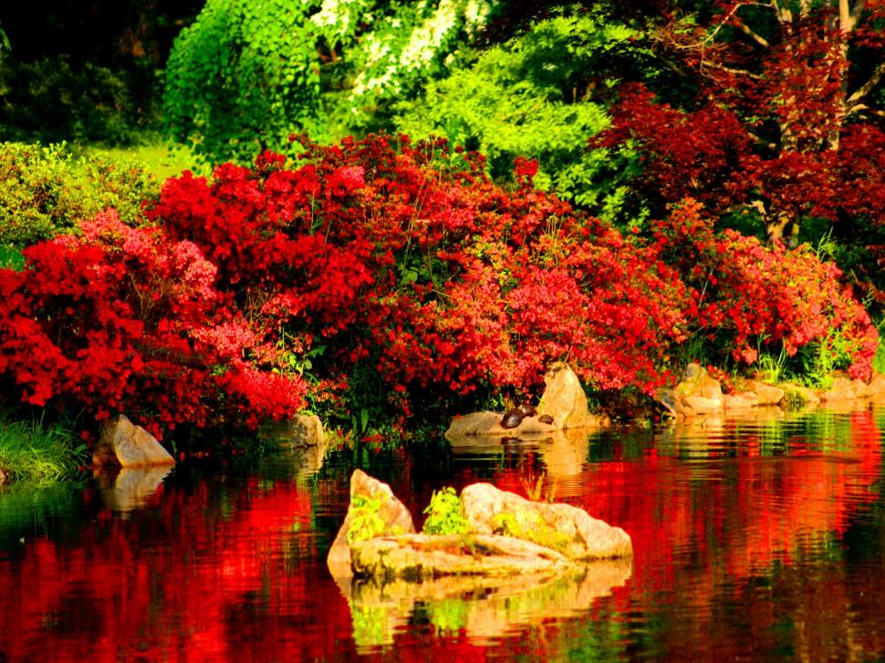 Beautiful Red Reflections In River wallpaper,mirror HD wallpaper,lovely HD wallpaper,stones HD wallpaper,nice HD wallpaper,shore HD wallpaper,natural beauty HD wallpaper,water HD wallpaper,trees HD wallpaper,peaceful HD wallpaper,river HD wallpaper,pretty HD wallpaper,bushes HD wallpaper,2400x1800 wallpaper
