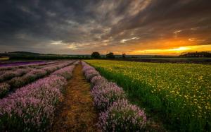 England, UK, Hampshire, fields, flowers, lavender, night, sunset wallpaper thumb