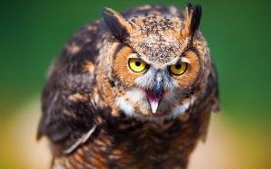 Owl face close-up, blur background wallpaper thumb