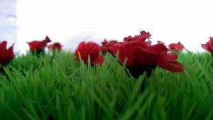 Red Flowers, Grass, Flowers wallpaper thumb