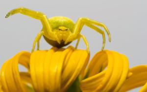 Yellow spider close-up wallpaper thumb