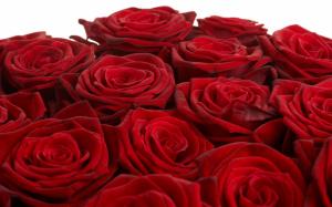 My Love Is Like These Red Red Roses.. wallpaper thumb