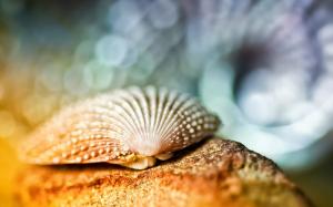 Seashell close-up, bokeh wallpaper thumb