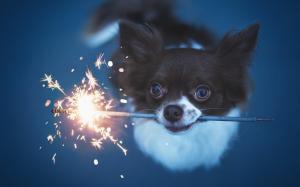 Cute dog play fireworks wallpaper thumb