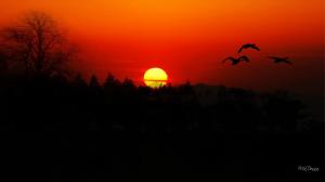 Geese Flight At Sunset wallpaper thumb