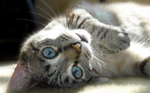 Gray cat lying ground, face, eyes, whiskers wallpaper thumb