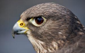 Predator, bird, hawk, head, eyes wallpaper thumb