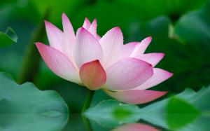 Nature Flower Garden Wild Pink Lily Lotus Image Gallery wallpaper thumb