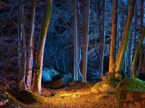 Forest, trees, autumn, night, lights wallpaper thumb