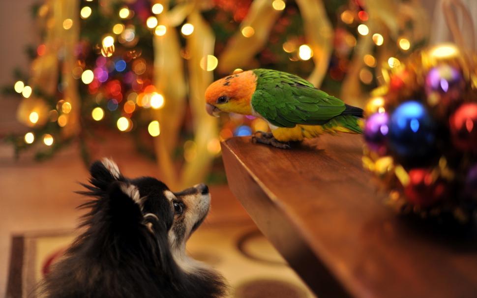 Parrot and Dog Talking wallpaper,background HD wallpaper,parrot HD wallpaper,funny HD wallpaper,friendship HD wallpaper,situation HD wallpaper,1920x1200 wallpaper