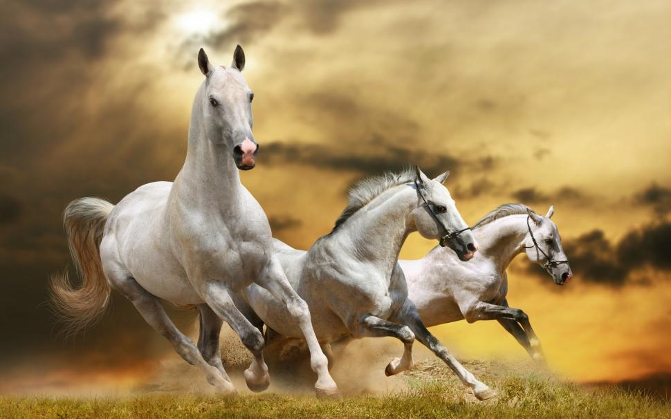 Wilde White Horses wallpaper,wild horse HD wallpaper,white horse HD wallpaper,horse pics HD wallpaper,2880x1800 wallpaper