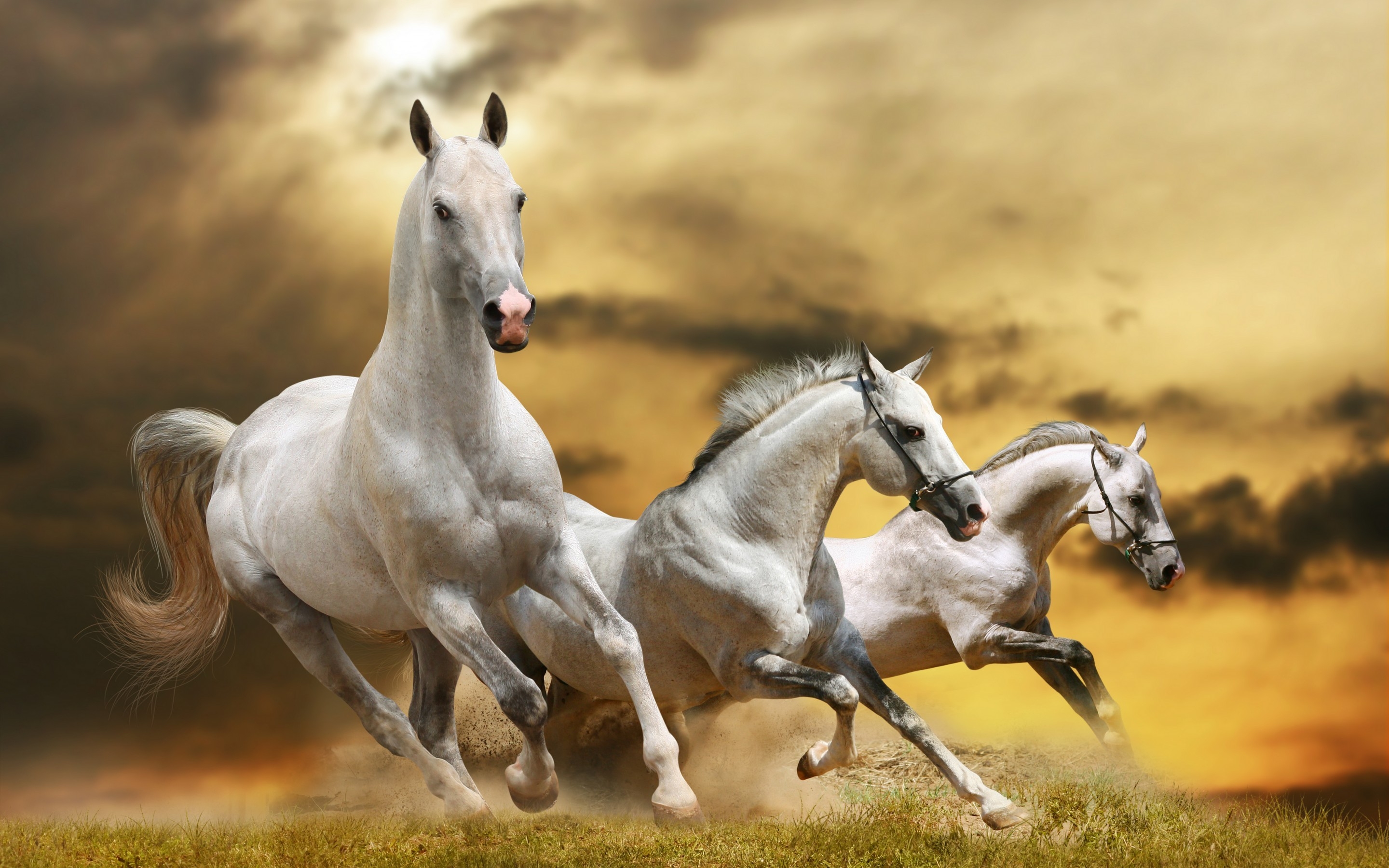 Wilde White Horses wallpaper | animals | Wallpaper Better