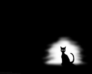 lonely cat alone Black spooky white HD wallpaper thumb
