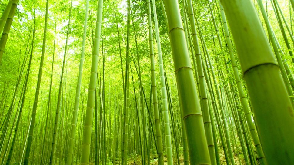 Bamboo Forest, Nature, Green, Fresh wallpaper,bamboo forest HD wallpaper,nature HD wallpaper,green HD wallpaper,fresh HD wallpaper,1920x1080 wallpaper