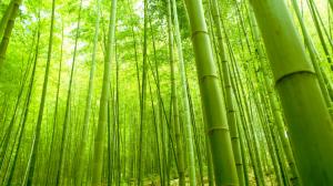 Bamboo Forest, Nature, Green, Fresh wallpaper thumb