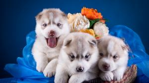 Cute puppies, huskies, basket, rose flowers wallpaper thumb