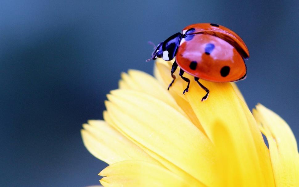 Insect close-up, ladybird, beetle, yellow flower petals wallpaper,Insect HD wallpaper,Ladybird HD wallpaper,Beetle HD wallpaper,Yellow HD wallpaper,Flower HD wallpaper,Petals HD wallpaper,1920x1200 wallpaper