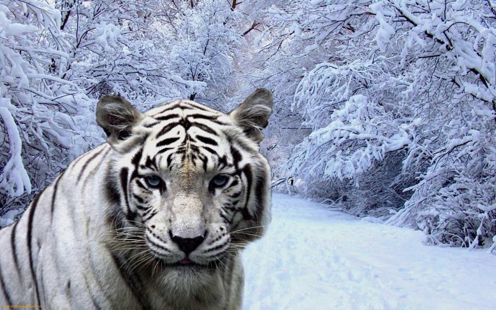 White Tiger In Snow wallpaper,tiger HD wallpaper,winter HD wallpaper,predator HD wallpaper,animals HD wallpaper,1920x1200 wallpaper