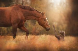 Horse and dog meeting wallpaper thumb