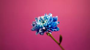 Blue in Pink Background HD wallpaper thumb