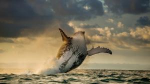 Ocean, whales, jump wallpaper thumb