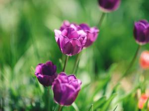 Purple flowers, tulips, green background wallpaper thumb