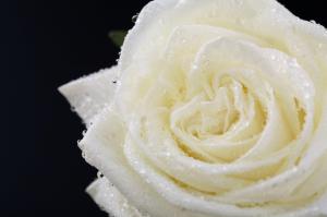 Water Droplets On A White Rose With A Black Background. wallpaper thumb