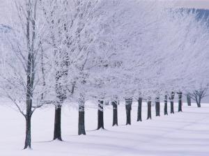 Winter Trees Forest  High Resolution Stock Images 64628 wallpaper thumb