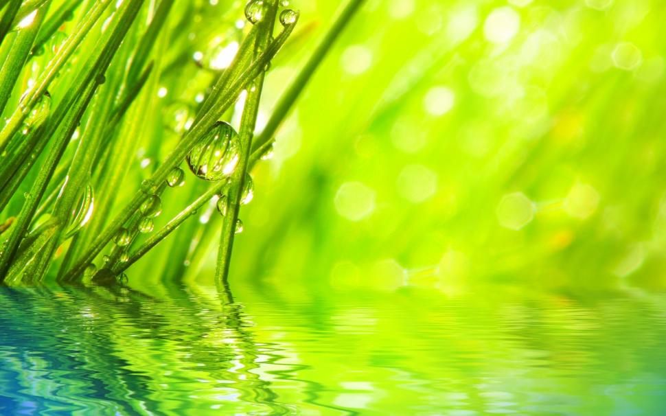 Water Drops on Grass wallpaper,water HD wallpaper,drops HD wallpaper,grass HD wallpaper,2560x1600 wallpaper