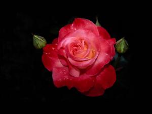 Rose, Flower, Red, Fresh, Love, Dark Background wallpaper thumb