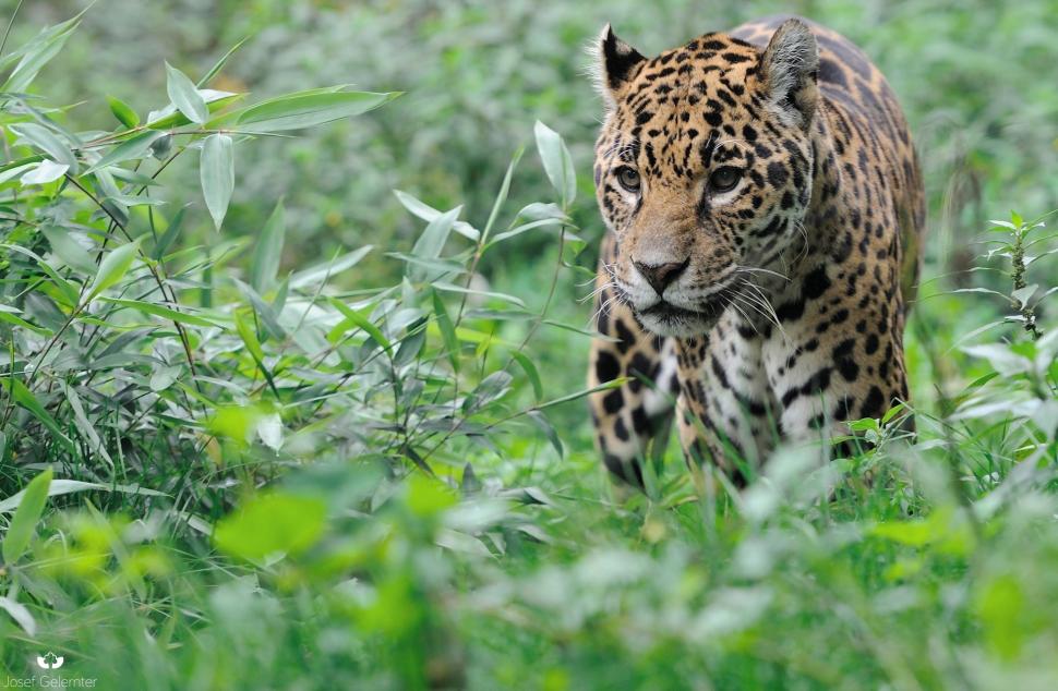 Jaguar, wild cat wallpaper,predator HD wallpaper,jaguar HD wallpaper,wild cat HD wallpaper,walk HD wallpaper,perhaps HD wallpaper,thickets HD wallpaper,1920x1255 wallpaper