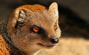 Mongoose, predator, red eyes wallpaper thumb