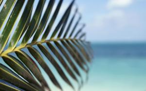 Water Leaf Beach Tropical Palm Trees Depth Field Sea Desktop Backgrounds wallpaper thumb
