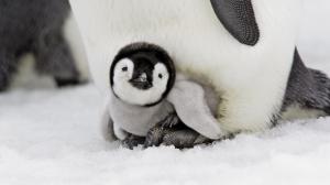 Penguin Baby Snow HD wallpaper thumb